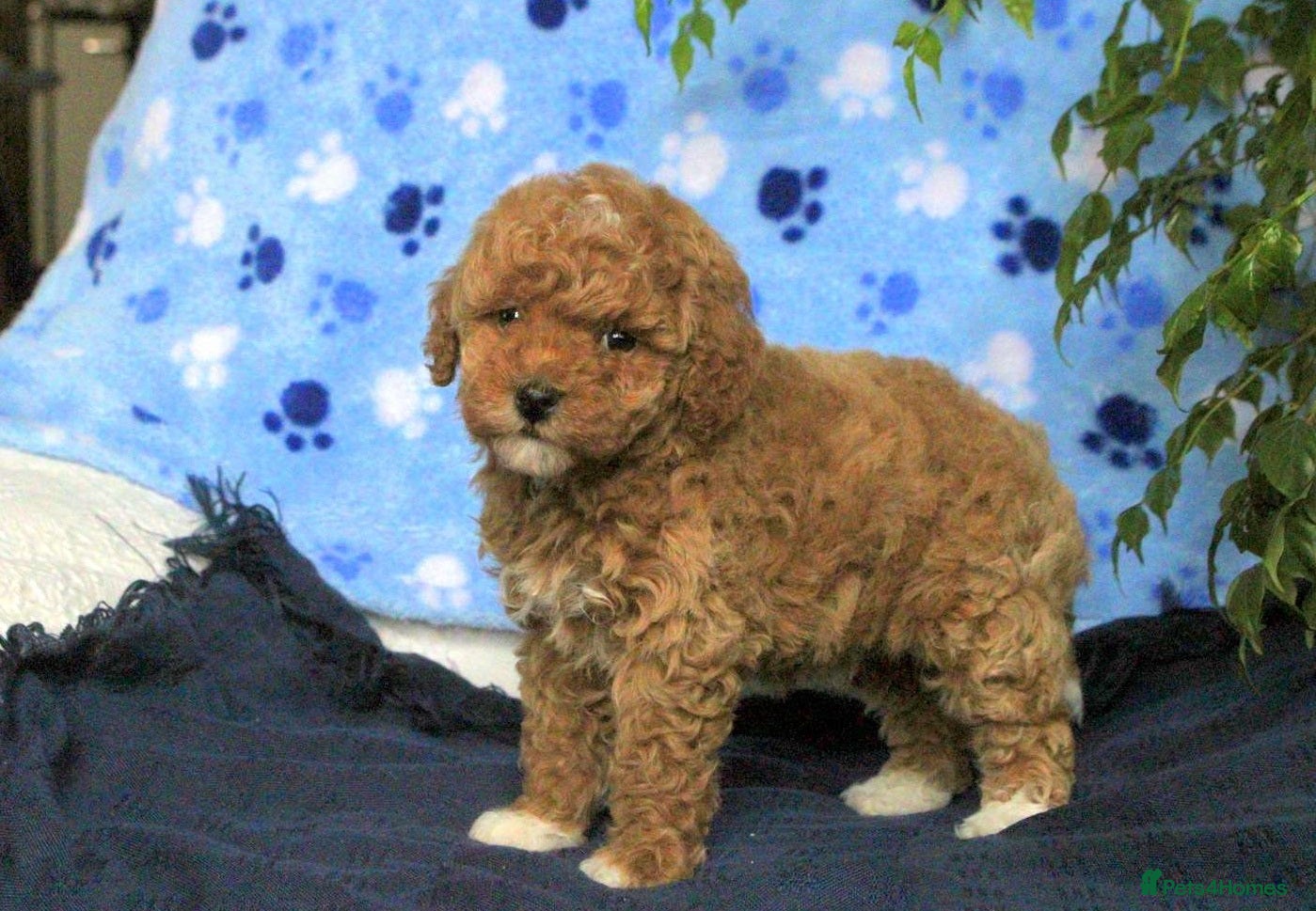 Toy Poodle dogs Great Toy poodle Girl - Advert 4
