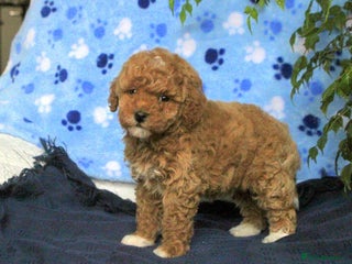 Toy Poodle dogs Great Toy poodle Girl - Advert 4