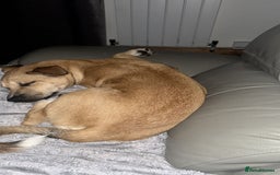 Mixed Breed dogs for sale: Ren looking for a new home x - Image 1