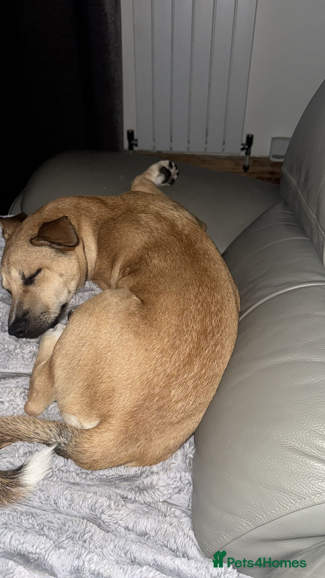 Mixed Breed dogs for sale: Ren looking for a new home x - Image 1