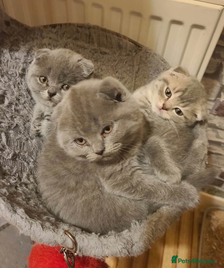 Mixed Breed cats Beautiful Kittens  - Advert 1