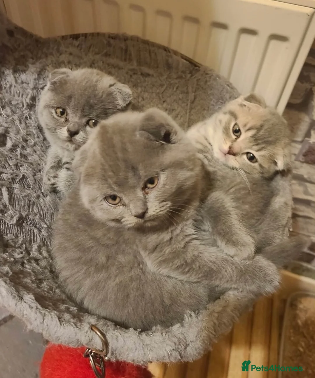 Mixed Breed cats for sale: Beautiful Kittens  - Advert 1