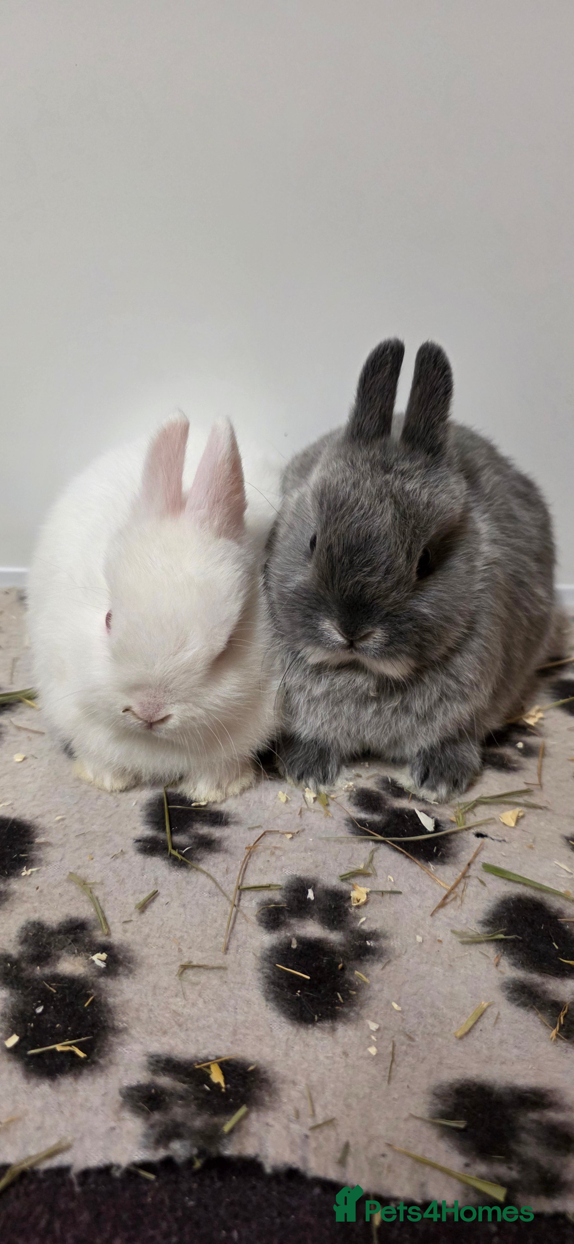 Netherland Dwarf rabbits Netherland dwarf bunnies available  - Advert 17