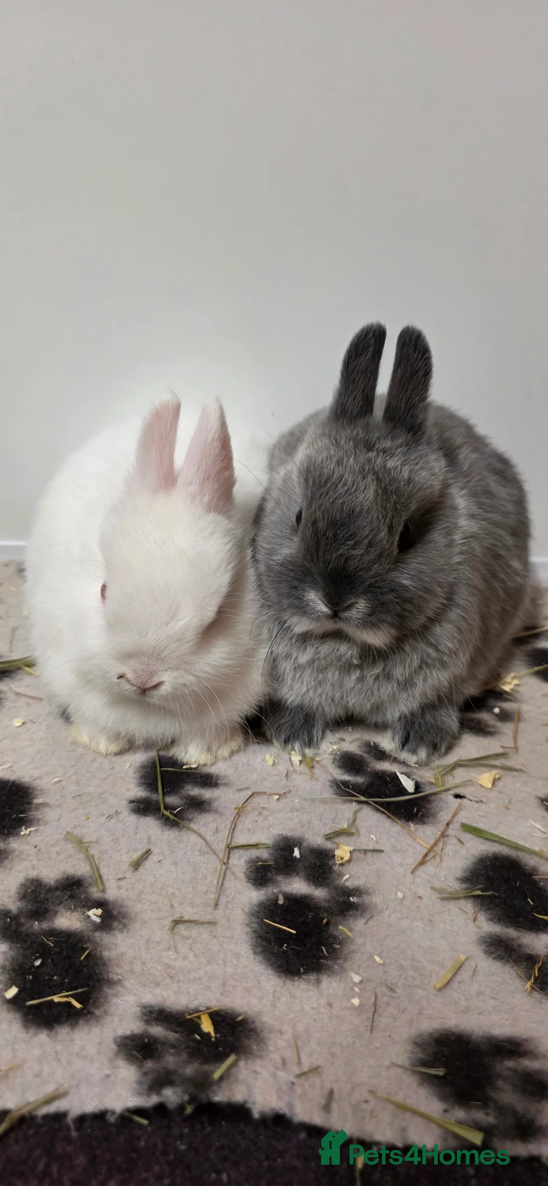 Netherland Dwarf rabbits for sale: Netherland dwarf bunnies available  - Advert 1