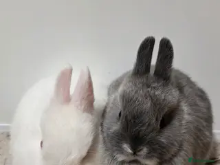 Netherland Dwarf rabbits Netherland dwarf bunnies available - Advert 17