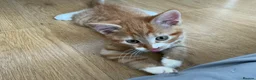 Mixed Breed cats for sale: The cutest Kuma + Chopper + Choso + Sakura  - Advert 5