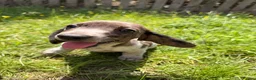 Dachshund dogs for sale: Two beautiful Isabela dachshund b in Rugby - Advert 23