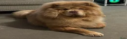 Chow Chow dogs for sale: Lilic chow chow for sale  - Advert 1