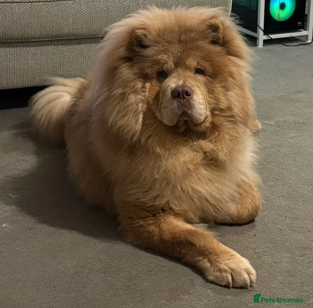 Chow Chow dogs for sale: Lilic chow chow for sale  - Advert 1