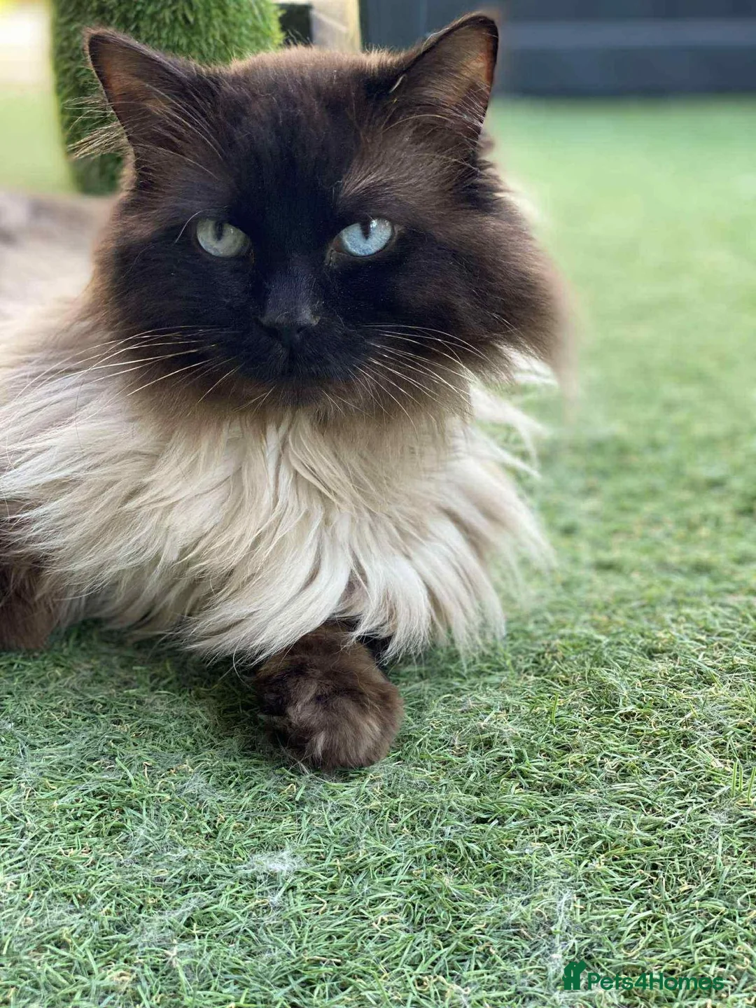 Ragdoll cats for sale: Adorable Ragdoll Kittens Ready Now - Advert 9