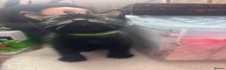 Domestic Shorthair cats for sale: Adorable black kittens  in Blackburn - Advert 8