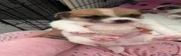 Chug dogs for sale: chugs  - Advert 4