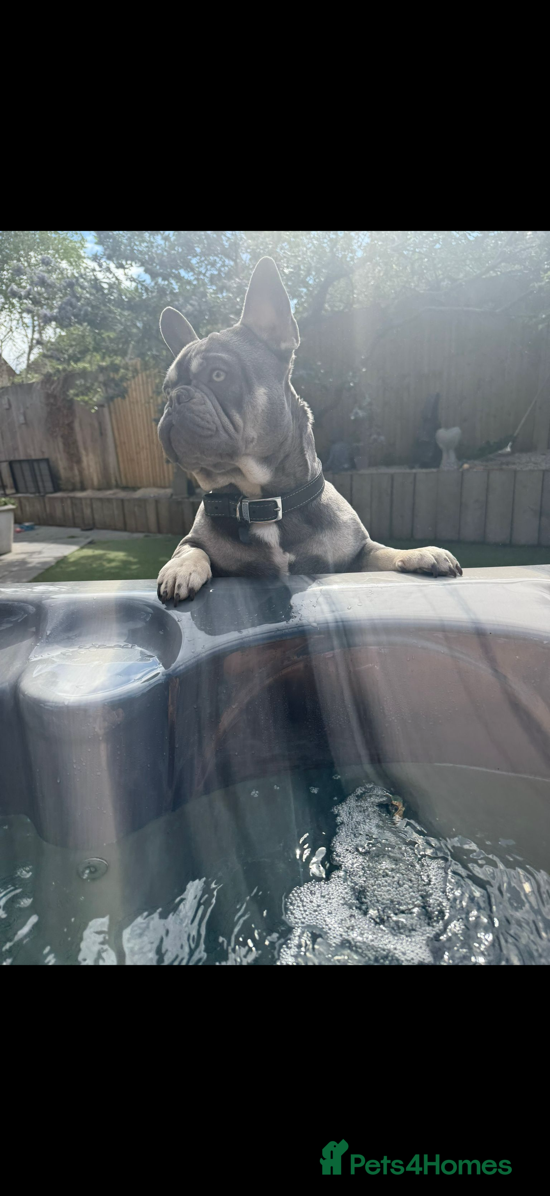 French Bulldog dogs for stud: French bulldog male stud  - Image 7