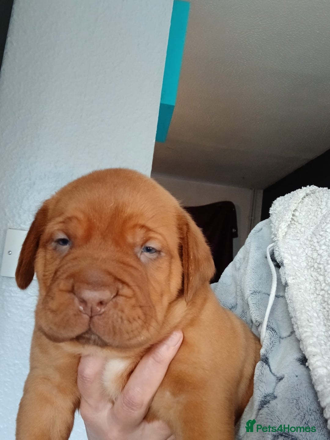 Dogue De Bordeaux dogs for sale: Dogue de Bordeaux pups - Advert 3