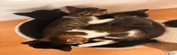 Mixed Breed cats for sale: Lovely playful kittens  - Advert 5