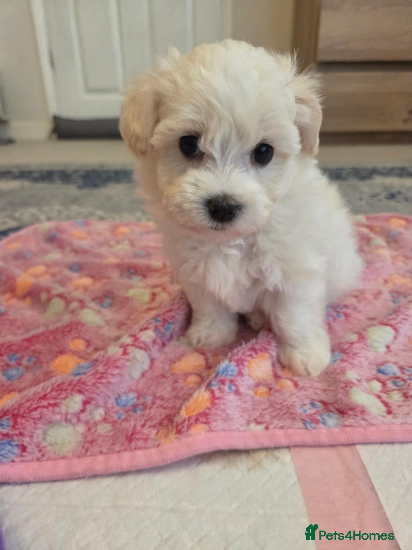 Bichon Frise dogs Cute little puppies  - Advert 6