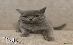British Shorthair cats for sale: GORGEOUS GCCF REG TEDDYS 🐻🧸 READY TO LEAVE ❗️❗️ - Image 37