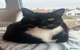Mixed Breed cats for sale: Nuka  - Image 3