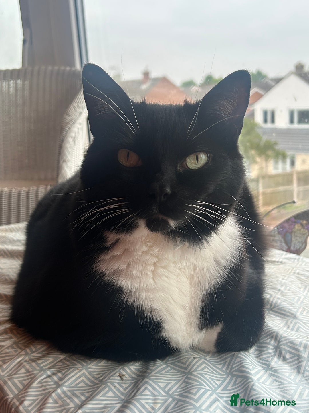 Mixed Breed cats for sale: Nuka  - Image 3