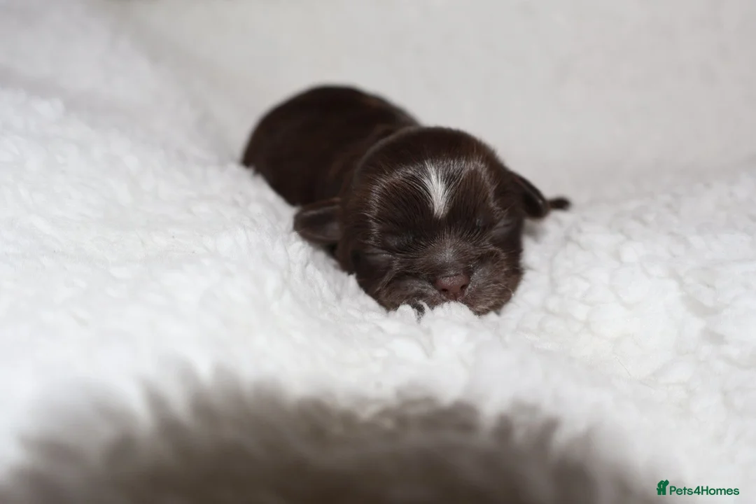 Shih Tzu dogs for sale: ⭐️ 5 STAR IMPERIAL SHIH TZU PUPPIES ⭐️ - Advert 28