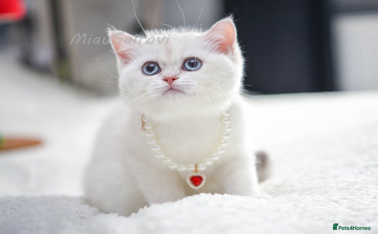 British Shorthair cats - Advert 9