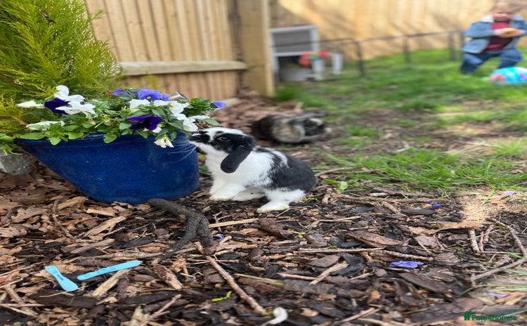 Mini Lop rabbits - Advert 3