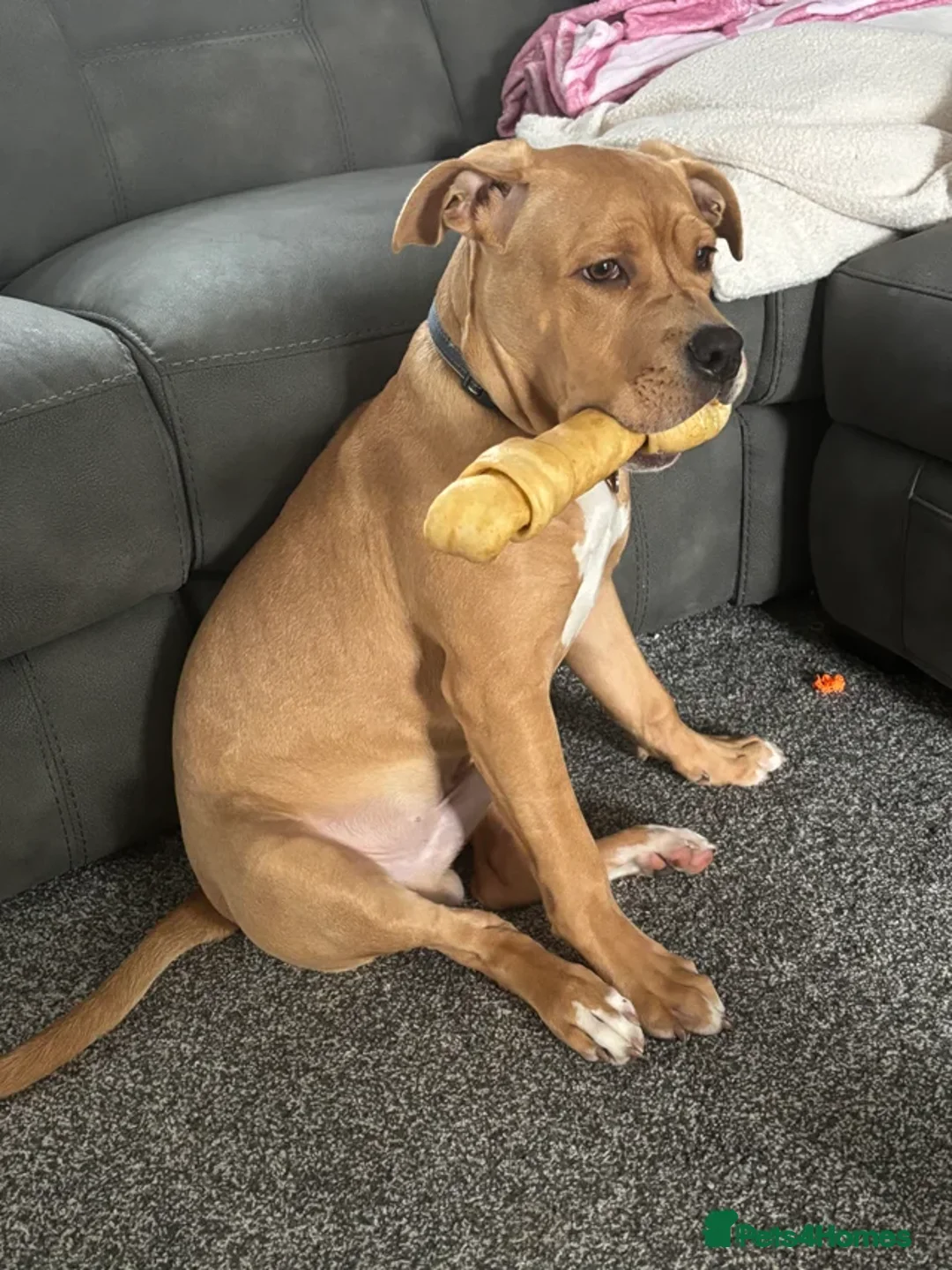 Mixed Breed dogs for sale: Bruno 8 month old - Advert 5