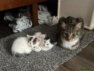 Domestic Shorthair cats Loving Homes Wanted for Two Beautiful Kittens - Advert 12