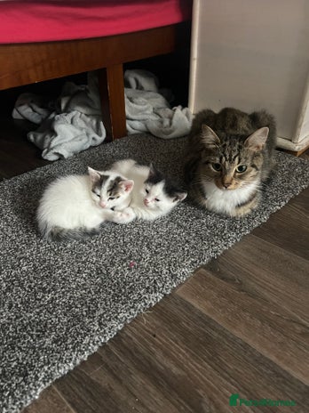 Domestic Shorthair cats Loving Homes Wanted for Two Beautiful Kittens - Advert 8