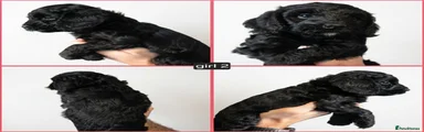 Girl 2
