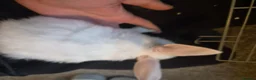 Rex rabbits for sale: Baby Rex rabbits  - Advert 7