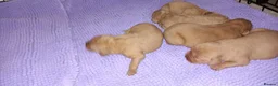 Labrador Retriever dogs for sale: LABRADOR PUPPIES - FOX RED KC REG. TESTED PARENTS in Kelso - Advert 7