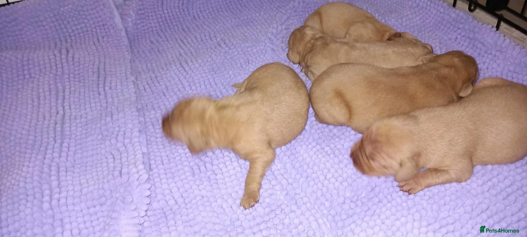 Labrador Retriever dogs for sale: LABRADOR PUPPIES - FOX RED KC REG. TESTED PARENTS in Kelso - Advert 7