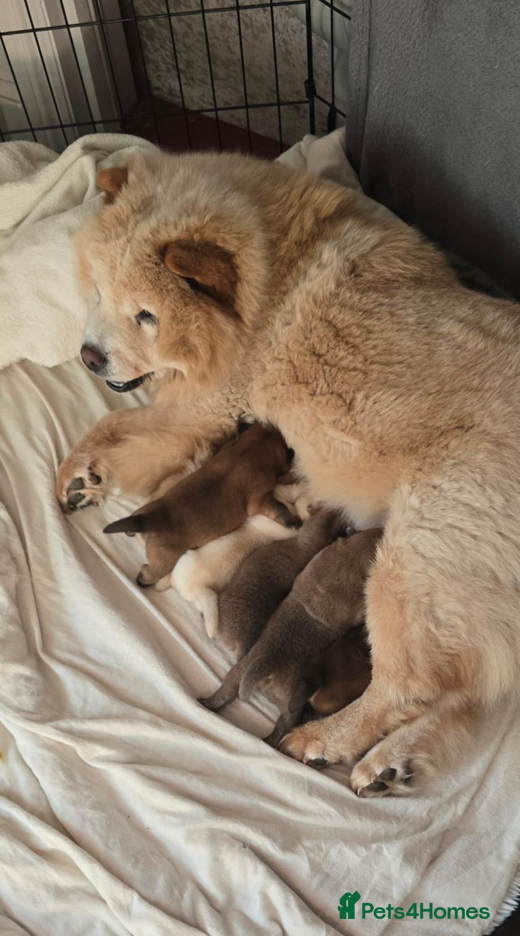 Chow Chow dogs for sale: KC Chowchow puppies - Advert 1