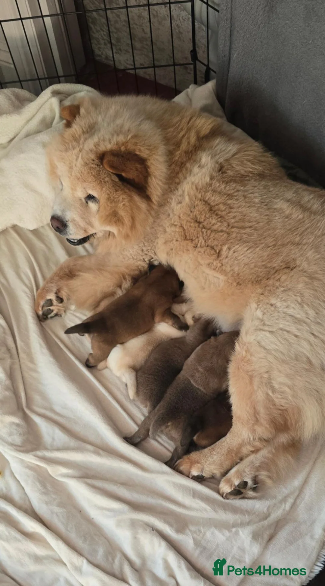 Chow Chow dogs for sale: KC Chowchow puppies - Advert 1