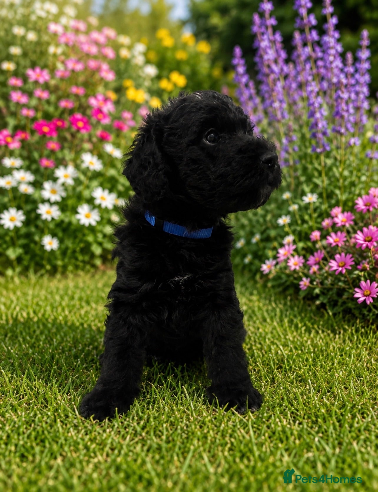 Mixed Breed dogs Airedoodles F1 airedale mum. Phantom poodle dad  - Advert 2