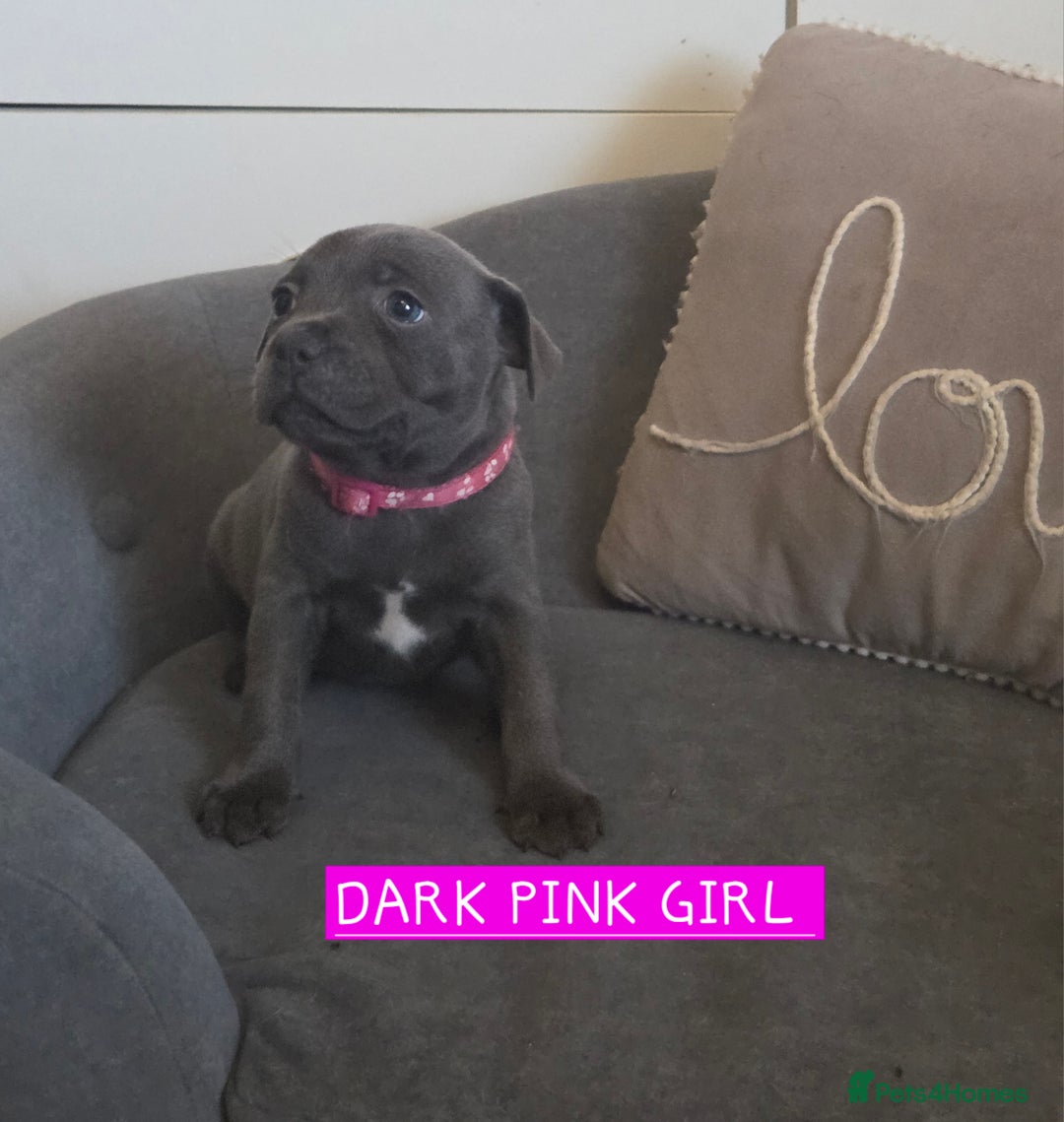 Staffordshire Bull Terrier dogs for sale: LAST 2 BLUE REGIMENT GIRLS  - Image 24