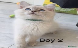 Ragdoll cats for sale: Ragdoll kittens for sale - Image 10