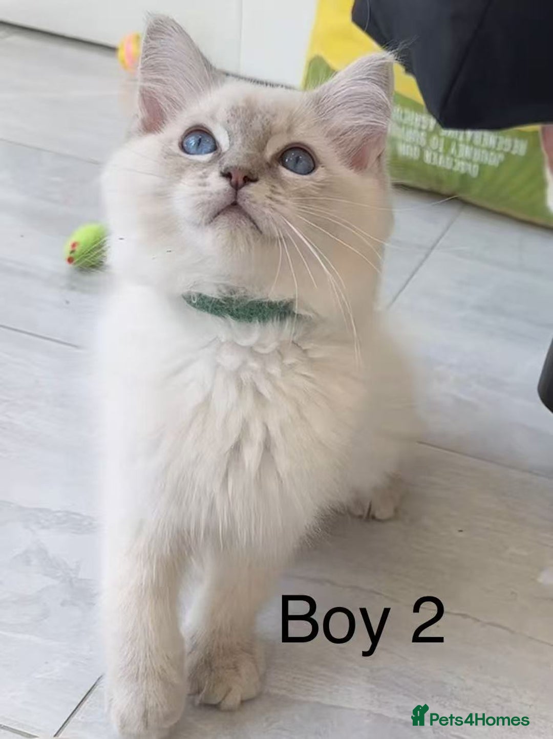 Ragdoll cats for sale: Ragdoll kittens for sale - Image 10