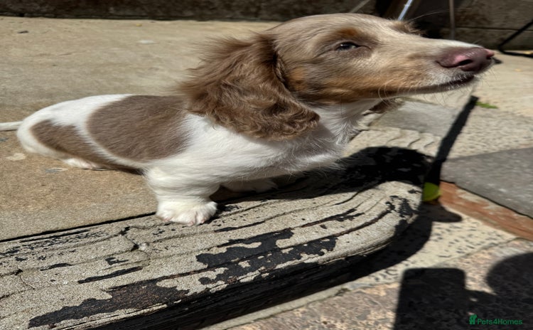 Miniature Dachshund dogs - Advert 6