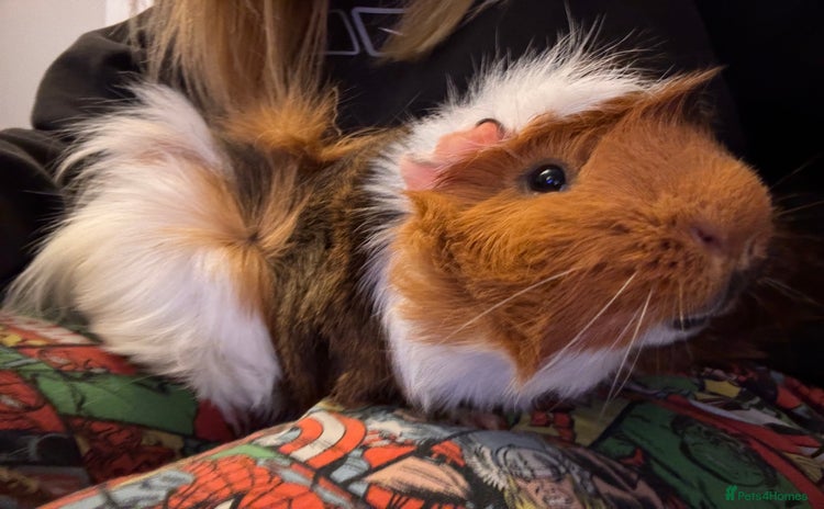 Guinea Pig rodents - Advert 1