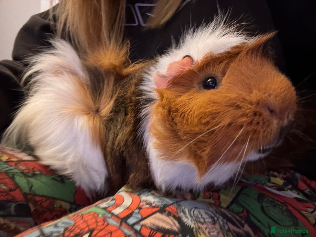 Guinea Pig rodents for sale: 2 Male Guinea Pigs - *Not Neutered* - Image 1
