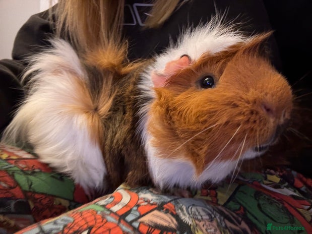 Guinea Pig rodents - Advert 1