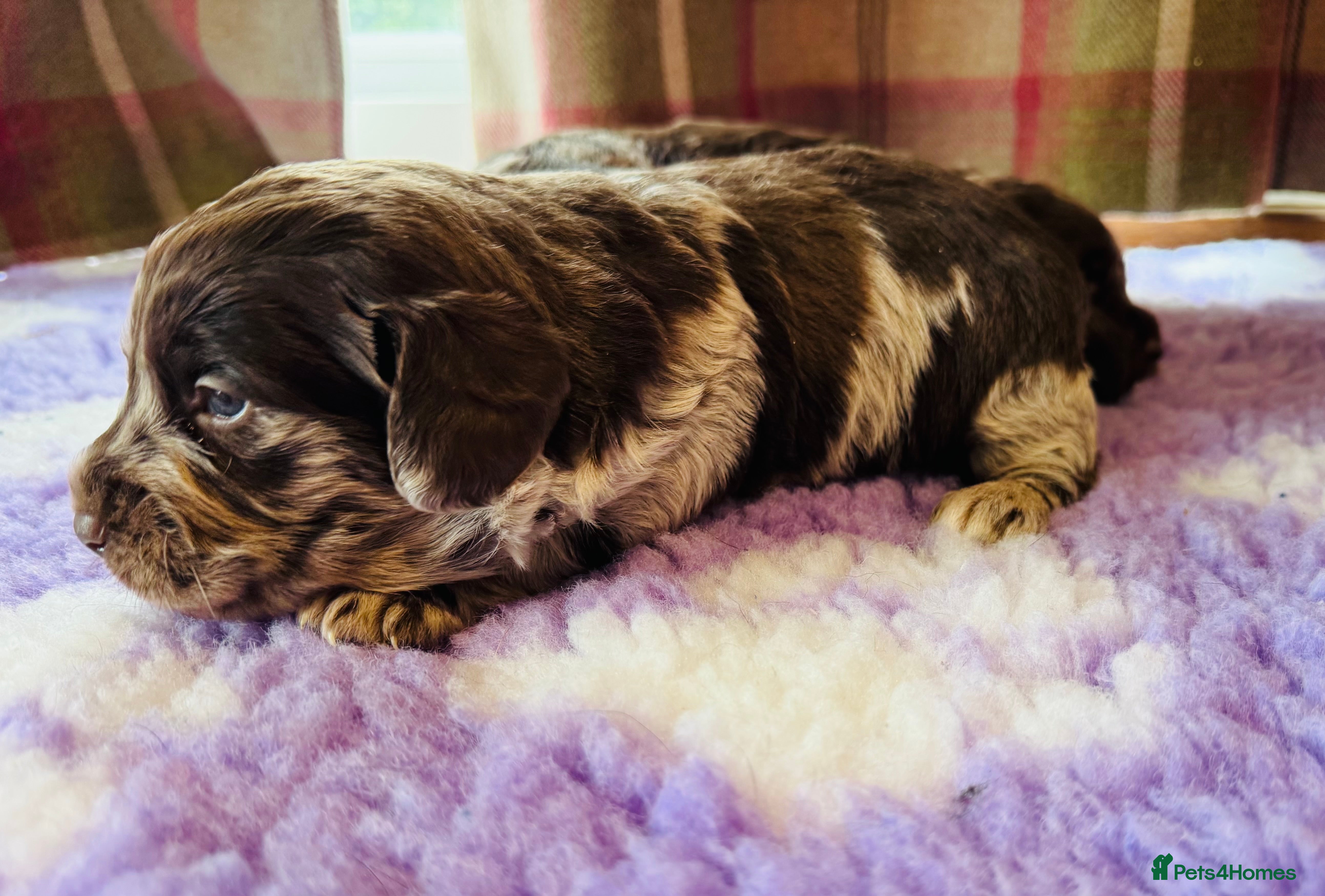 Labradoodle dogs Chocolate Merle Labradoodle Babies 🐾🐾🐾 - Advert 1
