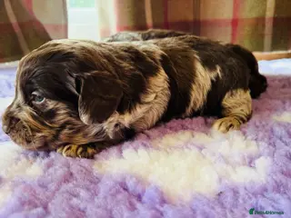 Labradoodle dogs Chocolate Merle Labradoodle Babies 🐾🐾🐾 - Advert 2