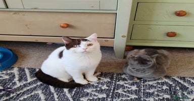 British Shorthair cats - Advert 16