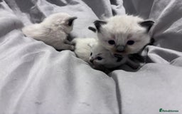 Ragdoll cats for sale: Stunning ragdoll kittens for sale  - Image 15