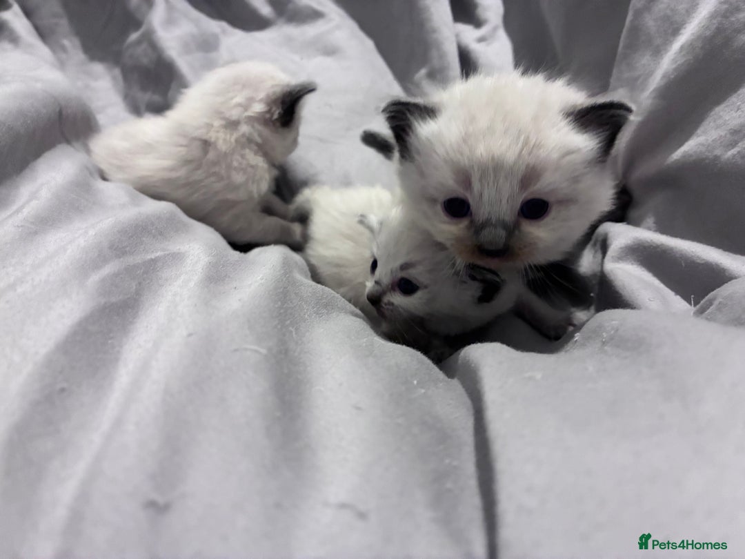 Ragdoll cats for sale: Stunning ragdoll kittens for sale  - Image 15
