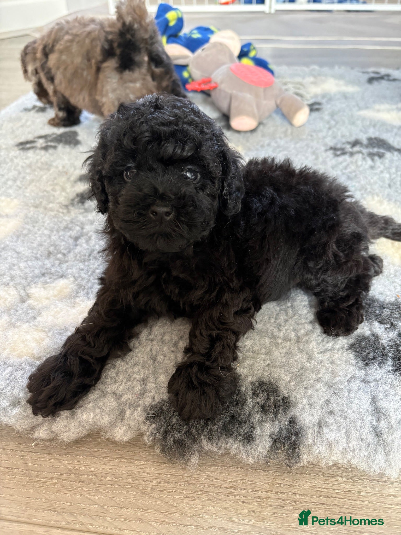 Cavapoo dogs Exceptional health tested Cavapoo puppies - Advert 2
