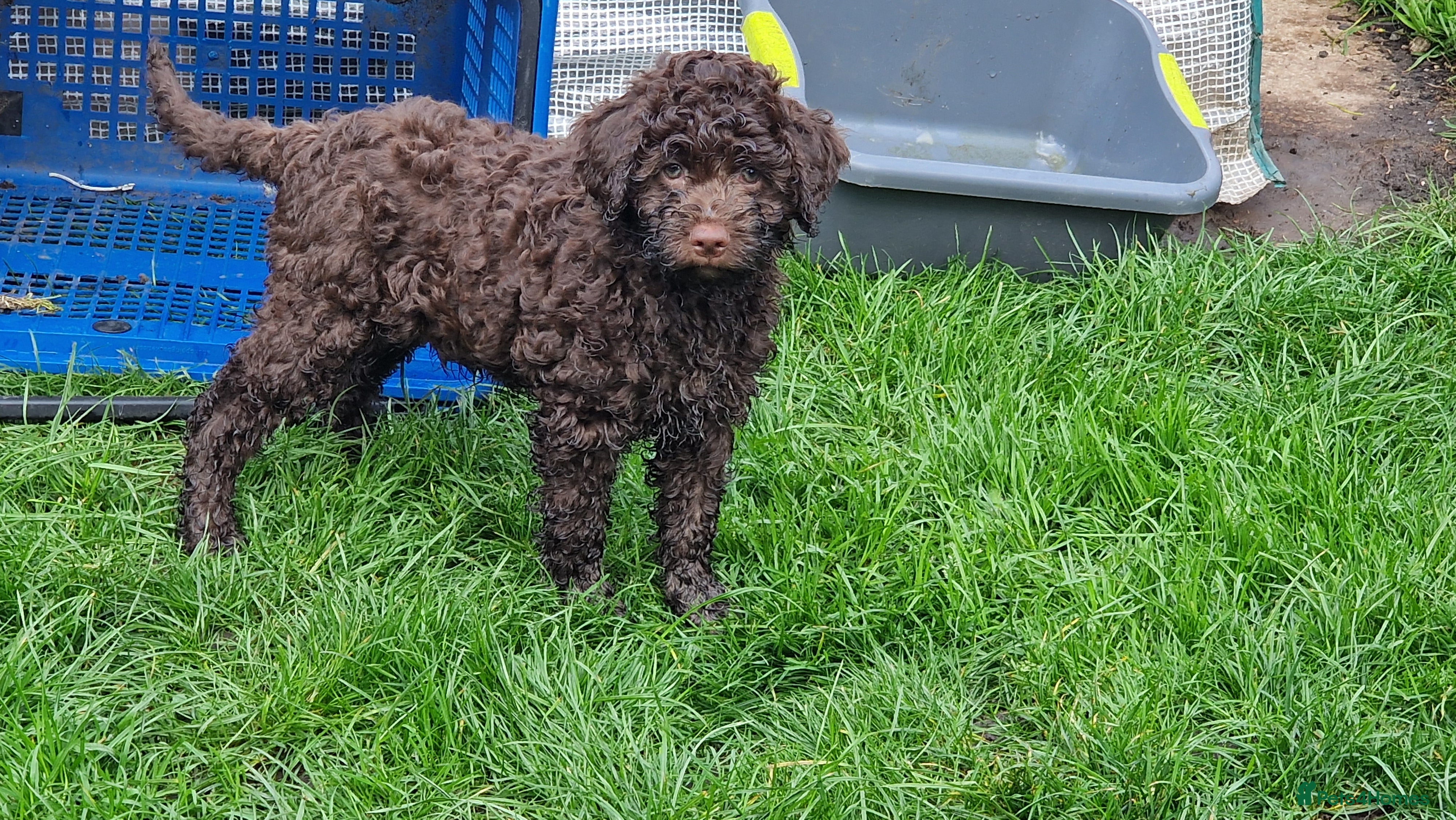 Lagotto Romagnolo dogs KC reg, Lagotto Romagnolo, LAST GIRL - Advert 1
